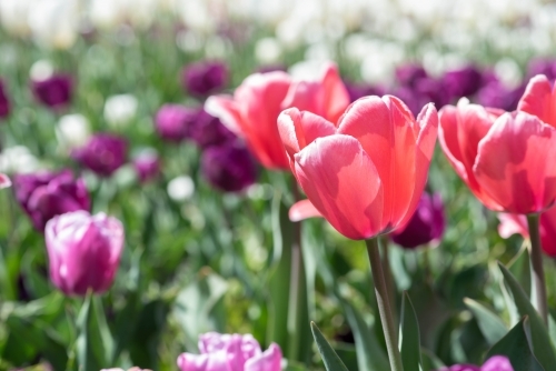 Pink and purple tulips in a field