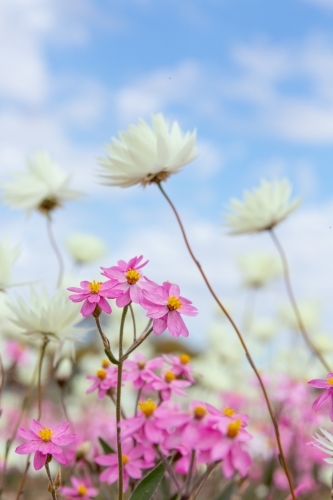 pink and white everlasting wildflowers against sky - Australian Stock Image