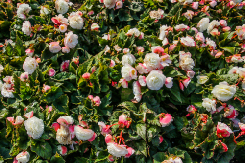 Pink and white flowers - Australian Stock Image