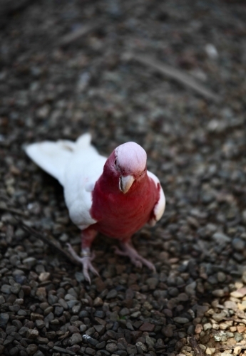 Pink and white galah standing on rocky ground
