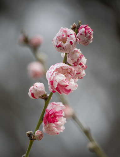 Pink and white spring blossoms on a branch - Australian Stock Image