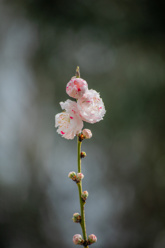 Pink and white spring blossoms on a branch - Australian Stock Image