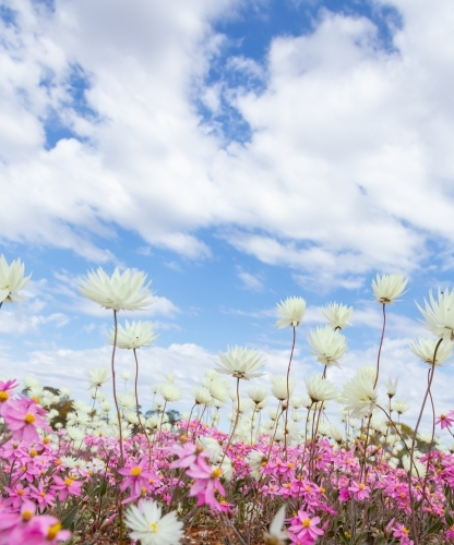pink and white wildflowers against a cloudy blue sky - Australian Stock Image