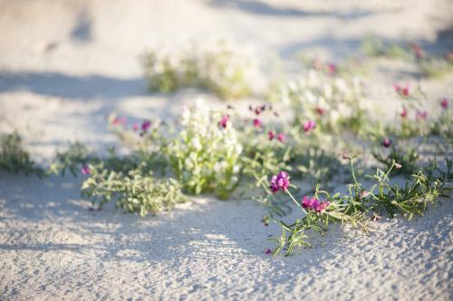 pink and white wildflowers on beach with crab prints - Australian Stock Image