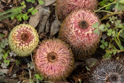 pink banksia flowers from above - Australian Stock Image