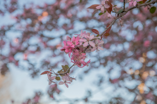 Pink blossoms in a tree against a blue sky - Australian Stock Image