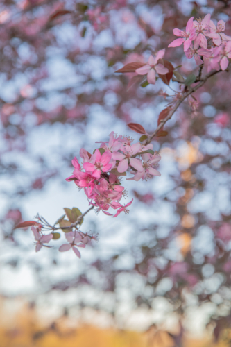 Pink blossoms in a tree against a blue sky - Australian Stock Image
