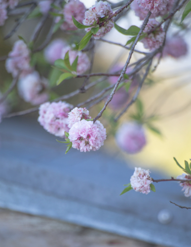 Pink blossoms in a tree against an old shed - Australian Stock Image