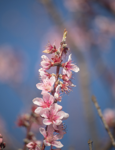 Pink blossoms on a tree under a blue sky - Australian Stock Image