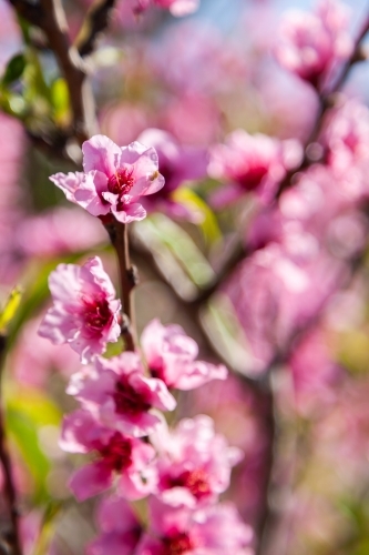 Pink blossoms on peach bush on a spring afternoon - Australian Stock Image
