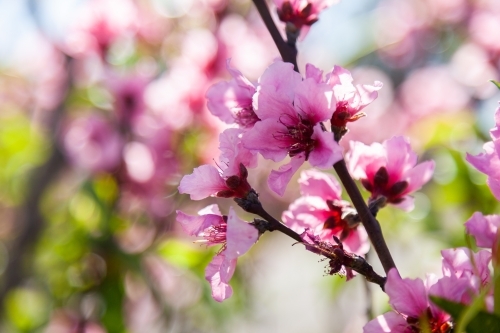 Pink blossoms on peach bush on a spring afternoon - Australian Stock Image