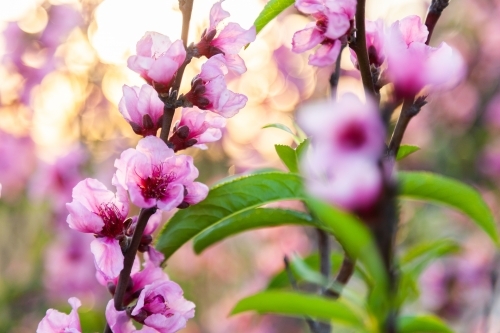 Pink blossoms on peach bush on a spring afternoon - Australian Stock Image