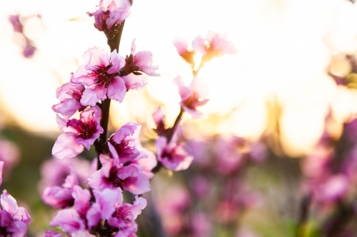 Pink blossoms on peach bush on a spring afternoon - Australian Stock Image