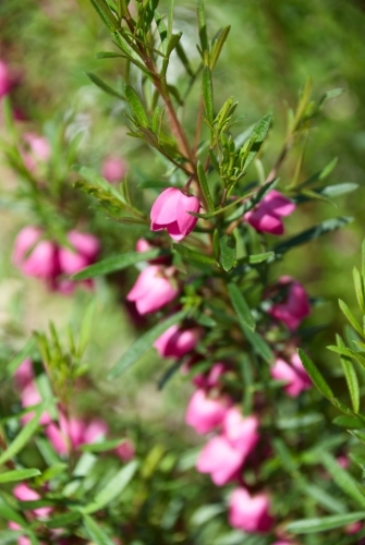 Pink Boronia Flower Closeup