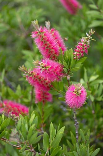 Pink bottlebrush plant and bees - Australian Stock Image