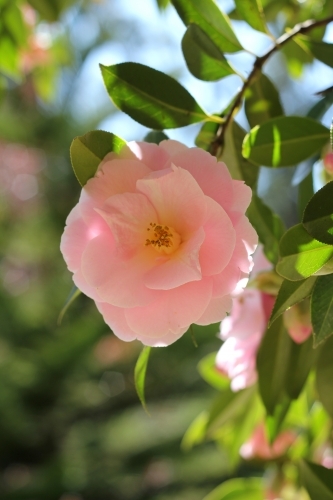 Pink camellia flower in sunlight - Australian Stock Image