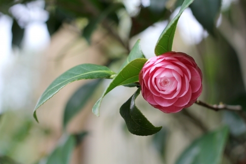 Pink camellia flower opening - Australian Stock Image