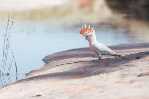 Pink cockatoo drinking from natural pool - Australian Stock Image
