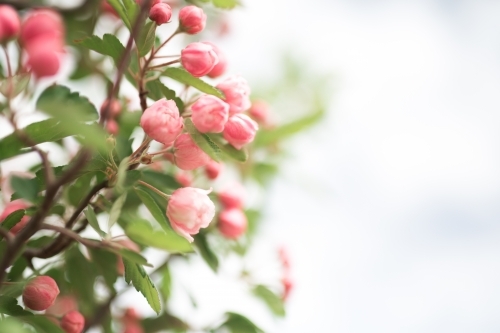 Pink crab apple blossom against sun flare - Australian Stock Image