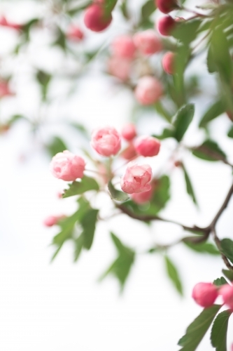 Pink crab apple blossom against sun flare - Australian Stock Image