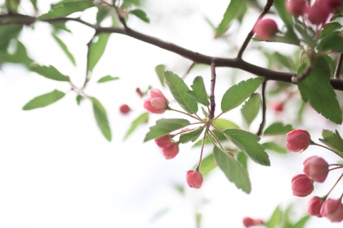 Pink crab apple blossom against sun flare - Australian Stock Image