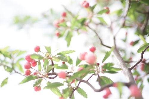 Pink crab apple blossom against sun flare - Australian Stock Image