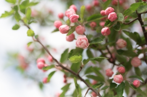 Pink crab apple blossom - Australian Stock Image