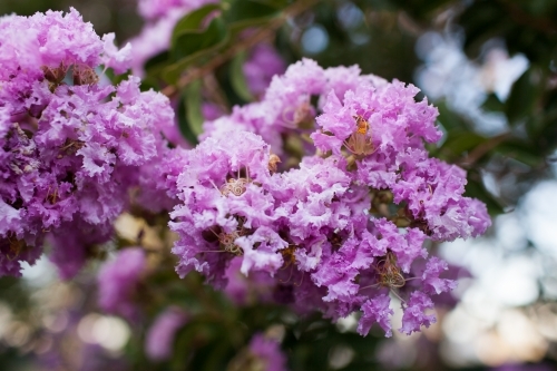 Pink crepe myrtle flowers - Australian Stock Image