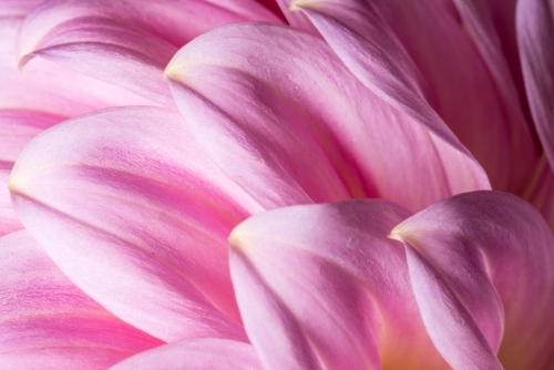 Pink dahlia close up