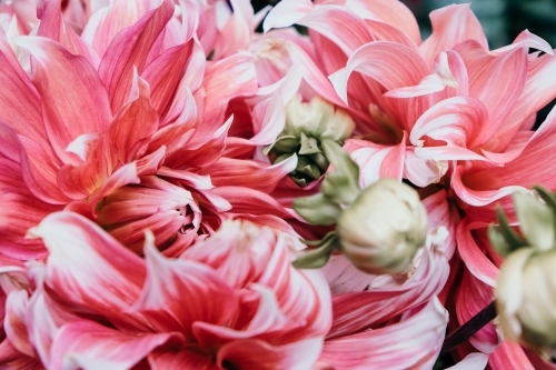 Pink dahlia flowers close up. - Australian Stock Image