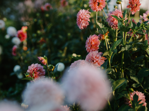 Pink dahlias blooming in summer garden in the morning. - Australian Stock Image
