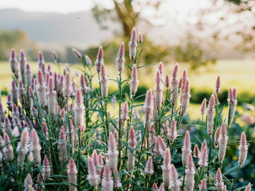 Pink Flamingo feather Celosia blooming in the garden - Australian Stock Image