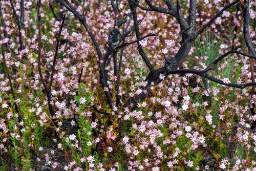 Pink Flannel Flowers and fire blackened branches of Banskia - Australian Stock Image