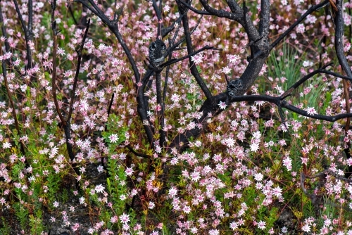 Pink Flannel Flowers and fire blackened branches of Banskia