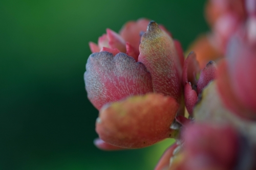 Pink flower with a green background - Australian Stock Image