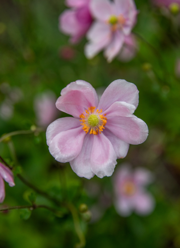 Pink flower with multiple petals and orange and yellow centre - Australian Stock Image