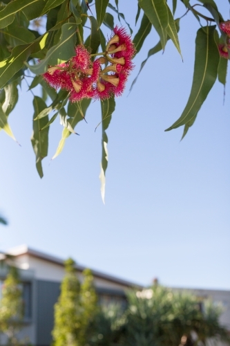 Pink flowering corymbia gum tree with sun flare - Australian Stock Image