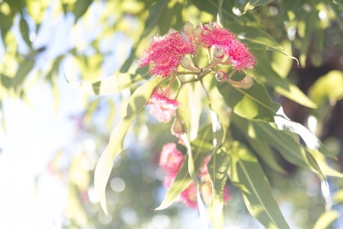 Pink flowering corymbia gum tree with sun flare - Australian Stock Image