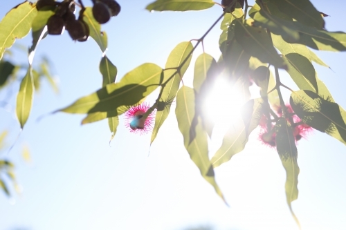 Pink flowering corymbia gum tree with sun flare - Australian Stock Image