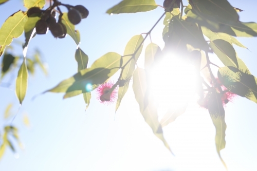 Pink flowering corymbia gum tree with sun flare - Australian Stock Image