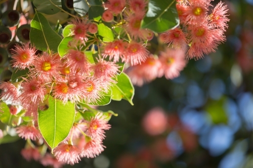 Pink flowering gum (Corymbia ficifolia) flowers - Australian Stock Image