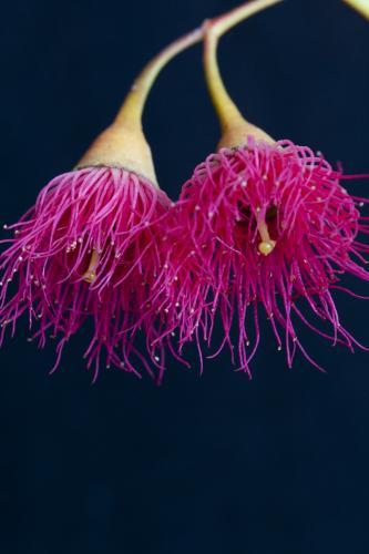 pink flowering gum (Eucalyptus Corymbia) flowers