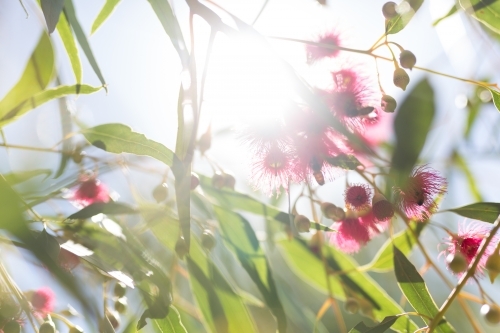 Pink flowering gum tree with sun flare