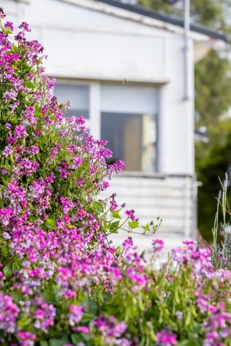pink flowering vine in front of old cottage - Australian Stock Image