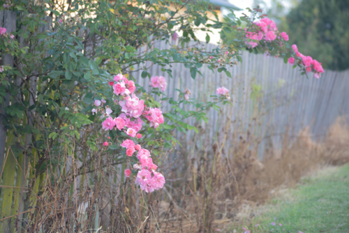 Pink flowers, a timber fence - Australian Stock Image