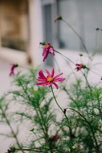 Pink Flowers - Australian Stock Image