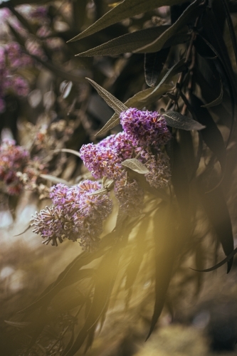 Pink Flowers hanging on a Green Branch - Australian Stock Image