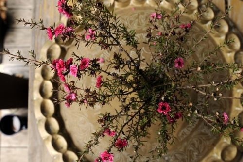 Pink flowers in a vase on brown table - Australian Stock Image