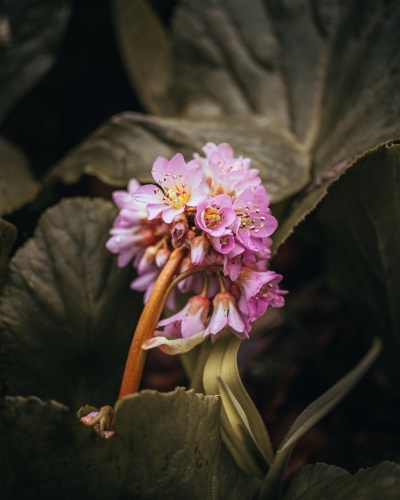 Pink Flowers Resting Among Green Leaves - Australian Stock Image