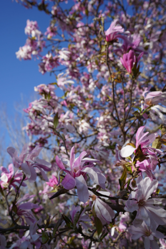 Pink flowers with blue sky background - Australian Stock Image
